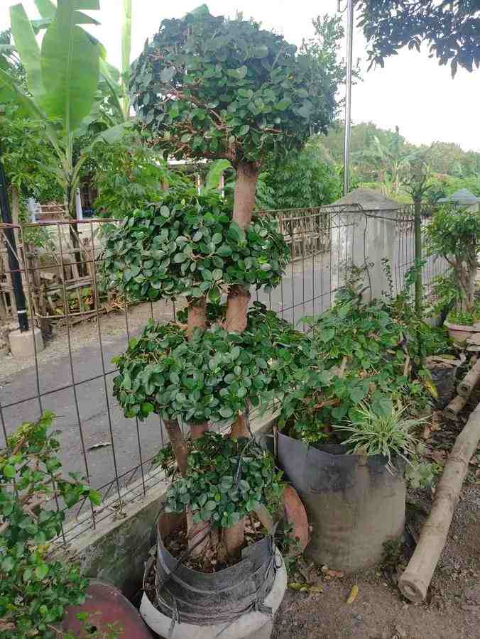 Bonsai Anggur